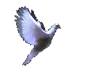 Many many thanks, kudos and standing ovation to whoever created this magnificent dove. Should any of you know, then credit, praise, and homage will DEFINITELY be made to the genius who created this dove, khapped by MisterShortcut in the name of spreading it all around the world
